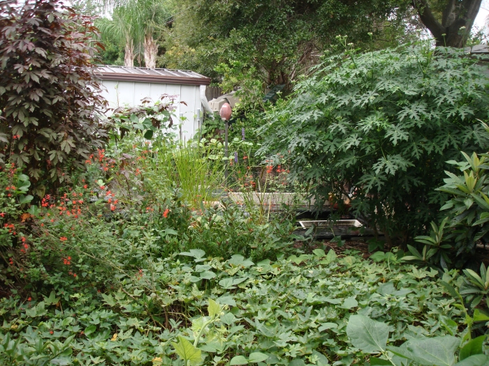 Backyard with native and food producing plants